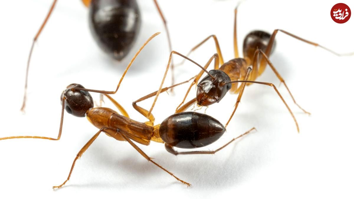 کشف باورنکردنی دربارۀ مورچه‌ها؛ آن‌ها هم‌نوعانشان را «جراحی» می‌کنند
