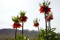 ببینید| قُرق؛ ناجی دشت لاله‌های واژگون کوهرنگ