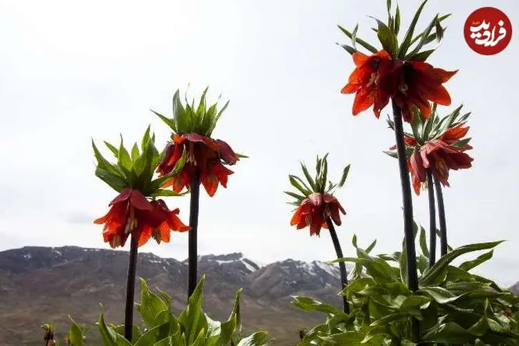 ببینید| قُرق؛ ناجی دشت لاله‌های واژگون کوهرنگ