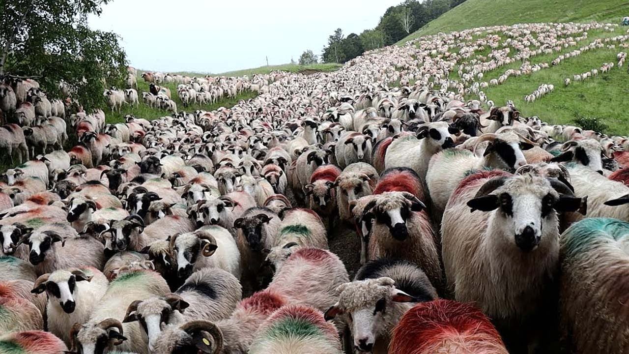 (ویدئو) استرالیایی ها چگونه میلیون ها گاو، گوسفند و بز را پرورش می دهند؟