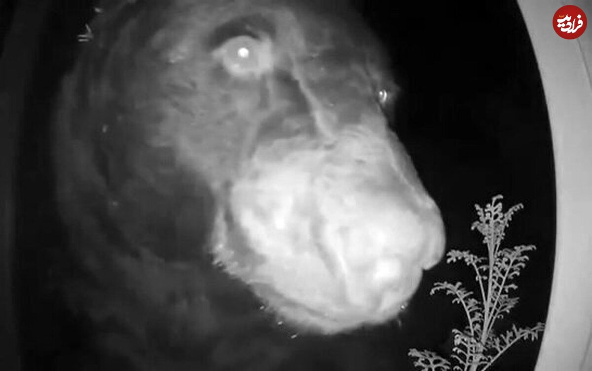 (عکس) مزاحمت عجیب یک خرس؛ زنگ خانه‌ای را زد و فرار کرد!