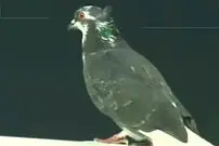 ببینید| جنجال مهمان ناخوانده در لیگ فوتبال