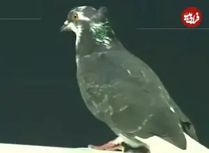ببینید| جنجال مهمان ناخوانده در لیگ فوتبال