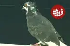 ببینید| جنجال مهمان ناخوانده در لیگ فوتبال
