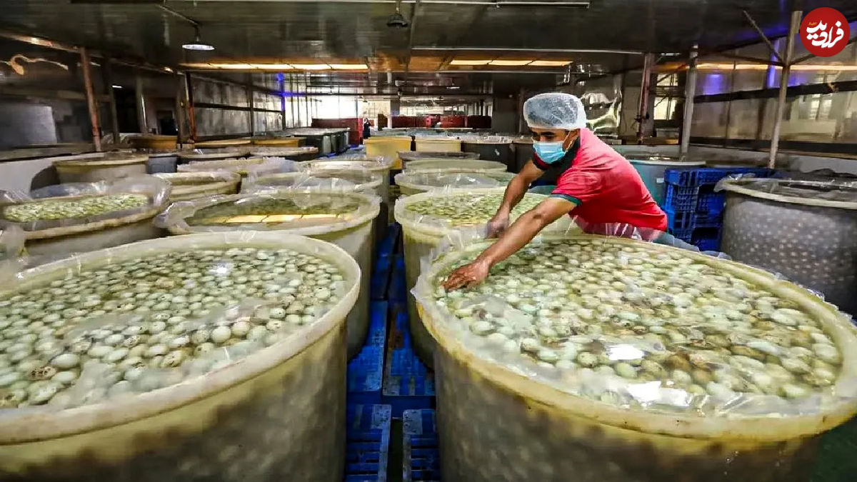 (ویدئو) فرآیند تولید میلیون ها تخم اردک گِلی در کارخانه در چین 