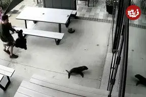 ببینید| بچه‌ فوک سرگردان با طعمه پیتزا از کافه بیرون کشیده شد