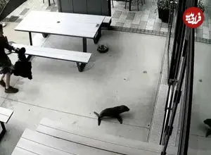 ببینید| بچه‌ فوک سرگردان با طعمه پیتزا از کافه بیرون کشیده شد