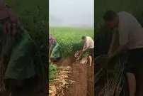 (ویدئو) برداشت جالب و دیدنی زنجبیل در مزرعه