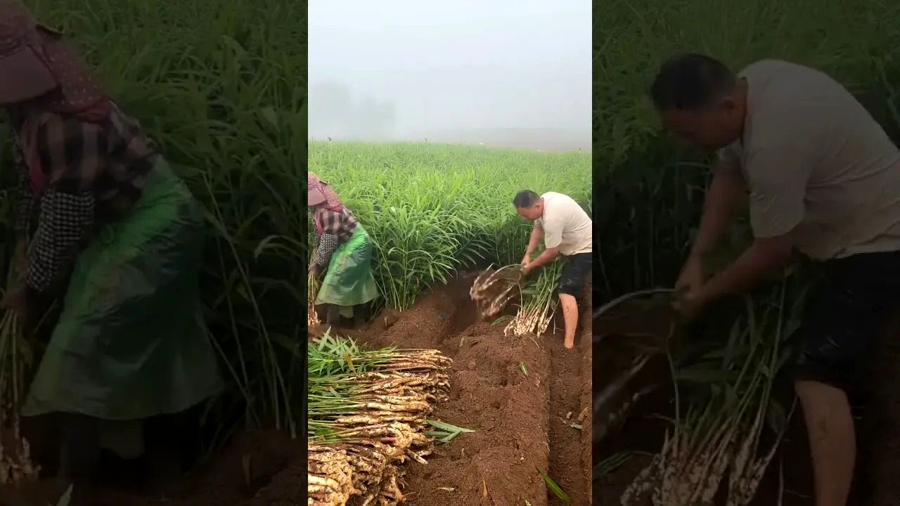 (ویدئو) برداشت جالب و دیدنی زنجبیل در مزرعه