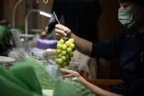 کپی سازی از میوه‌های ممتاز و بسیار گران ژاپنی