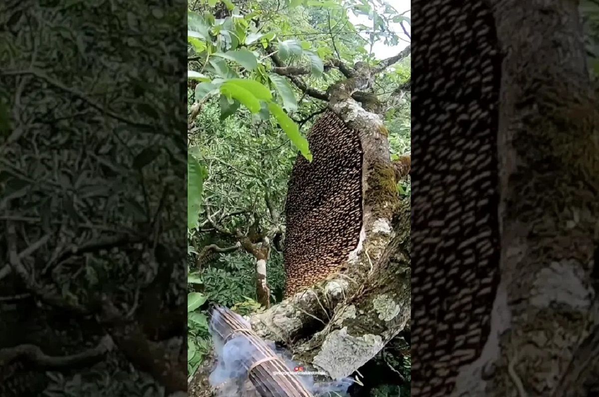 (ویدئو) لحظه دلهره آور برش زدن عسل وحشی در ارتفاع 30 متری!