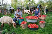 ببینید؛ غذای روستایی در آذربایجان؛ پخت نان توت فرنگی توسط یک مادر بزرگ