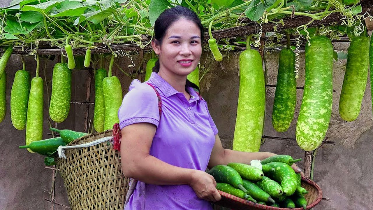 (ویدئو) برداشت خیار در مزرعه و فروش آن در بازار توسط دختر جوان روستایی در کامبوج