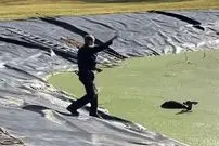 ببینید| لحظه نجات آهوی سقوط کرده در حوضچه آب