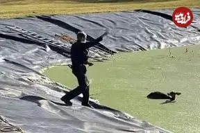 ببینید| لحظه نجات آهوی سقوط کرده در حوضچه آب