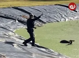 ببینید| لحظه نجات آهوی سقوط کرده در حوضچه آب