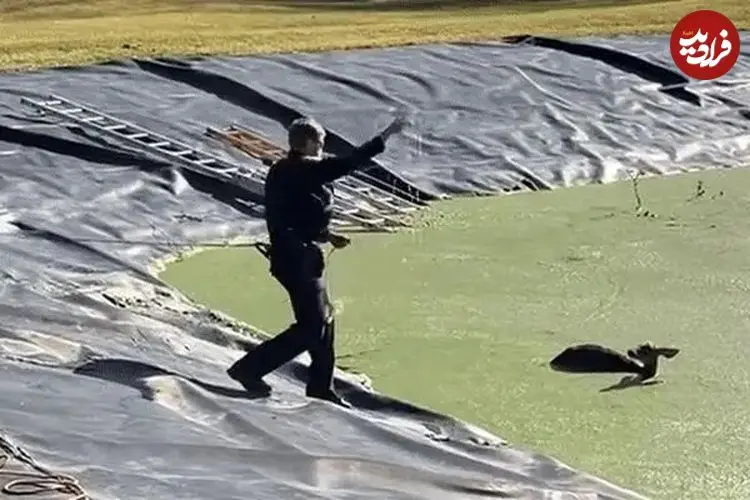 ببینید| لحظه نجات آهوی سقوط کرده در حوضچه آب