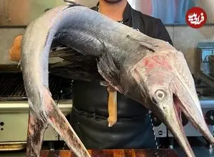 ببینید| غذای خیابانی در ایران؛ برش زدن و کباب کردن بادبان ماهی به روش آشپز مشهور