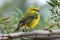 تصاویر؛ قناری لیمویی؛ پرنده بومی آفریقا که می‌تواند در خشک‌ترین جای جهان زندگی کند و آوازی شبیه صدای سنتور دارد