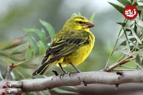 تصاویر؛ قناری لیمویی؛ پرنده بومی آفریقا که می‌تواند در خشک‌ترین جای جهان زندگی کند و آوازی شبیه صدای سنتور دارد
