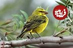 تصاویر؛ قناری لیمویی؛ پرنده بومی آفریقا که می‌تواند در خشک‌ترین جای جهان زندگی کند و آوازی شبیه صدای سنتور دارد