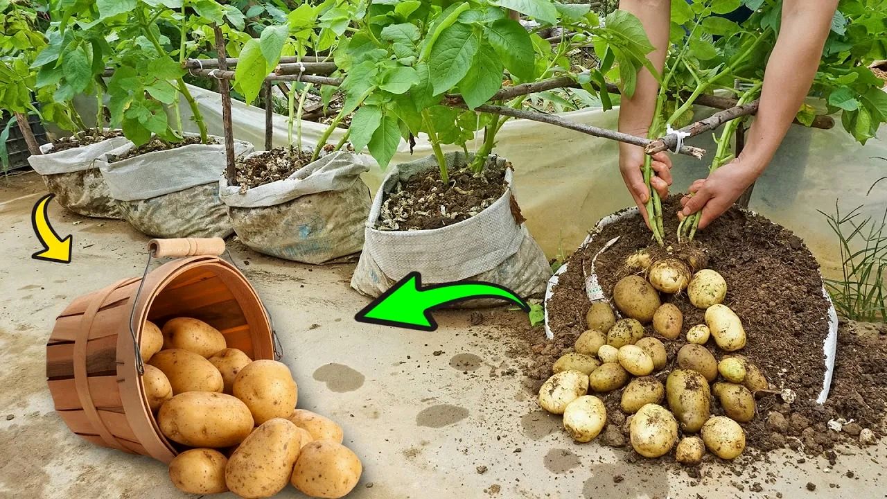 (ویدئو) چگونه سیب زمینی را در خانه و در گونی پرورش دهیم و 16 کیلو برداشت کنیم؟