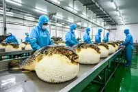 ببینید| نگاهی به مزارع پرورش ماهی بادکنکی در ژاپن؛ سمی و پرطرفدار برای ساشیمی