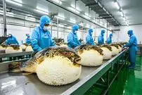 ببینید| نگاهی به مزارع پرورش ماهی بادکنکی در ژاپن؛ سمی و پرطرفدار برای ساشیمی