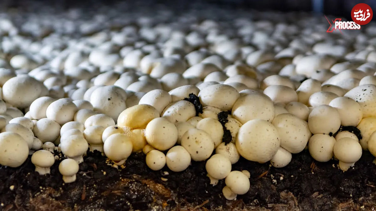 (ویدئو) فرآیند پرورش و برداشت میلیون ها قارچ در کارخانه ای بزرگ از نمای نزدیک