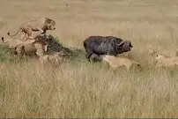 (ویدئو) بوفالوی عظیم الجثه حریف 12 شیر گرسنه نشد!