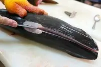 ببینید| غذای خیابانی در ژاپن؛ تهیه چیزبرگر و کوفته با کوسه در اوکیناوا