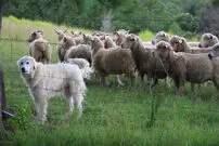 (ویدئو) سگ گله و سگ نگهبان چه تفاوت هایی با هم دارند؟ 
