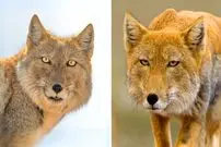 ببییند| روباه تبتی؛ حیوانی مرموز با ظاهری شبیه انسان!