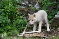 گرگ‌های مهربانی که توله‌های غریبه را به فرزندخواندگی می‌پذیرند!