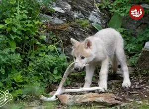 گرگ‌های مهربانی که توله‌های غریبه را به فرزندخواندگی می‌پذیرند!