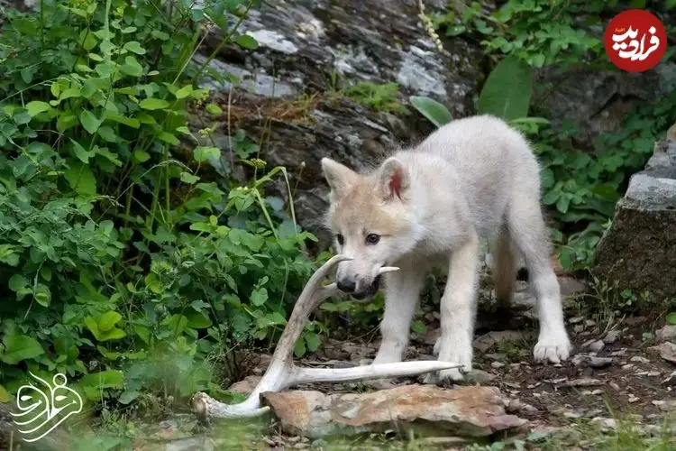 گرگ‌های مهربانی که توله‌های غریبه را به فرزندخواندگی می‌پذیرند!