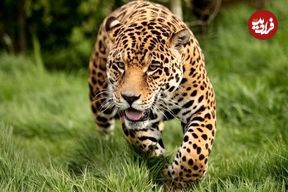 ببینید؛ دیده شدن حیوان درحال انقراض در تهران؛ راه رفتن این زیبای وحشی را ببینید