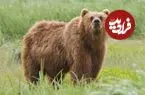 عکس| مشاهده سه قلاده خرس قهوه‌ای در جنگل‌های هیرکانی