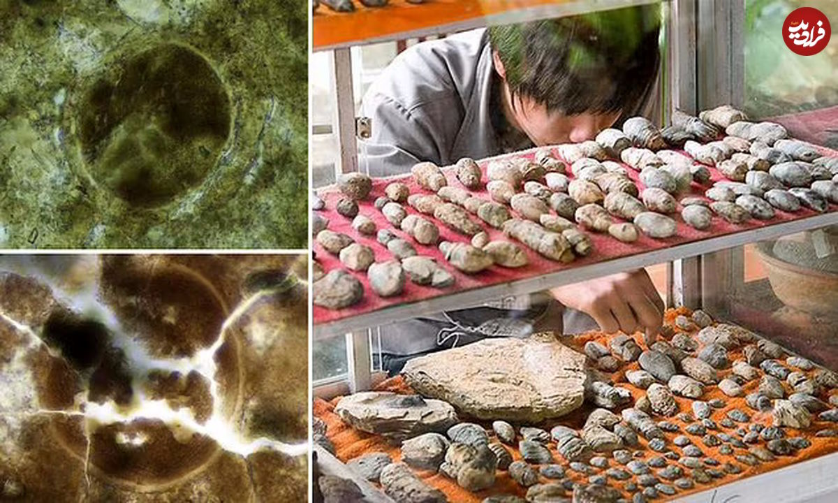 تلاش ترسناک دانشمندان برای زنده کردن انگل ۲۰۰ میلیون ساله در مدفوع فسیل شده