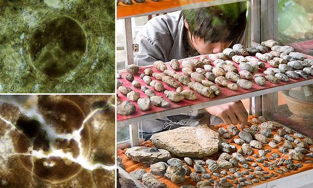 تلاش ترسناک دانشمندان برای زنده کردن انگل ۲۰۰ میلیون ساله در مدفوع فسیل شده