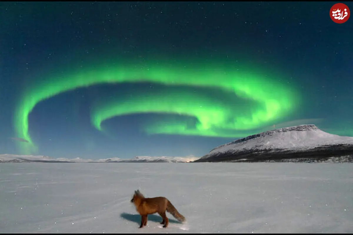 عکس روز ناسا از آتش به پا کردن روباه شمالی!