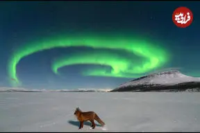 عکس روز ناسا از آتش به پا کردن روباه شمالی!