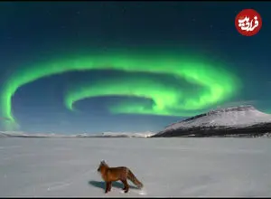 عکس روز ناسا از آتش به پا کردن روباه شمالی!