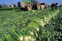 ببینید؛ مراحل کاشت، برداشت و فرآوری صدها تن کرفس در آمریکای جنوبی