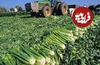 ببینید؛ مراحل کاشت، برداشت و فرآوری صدها تن کرفس در آمریکای جنوبی