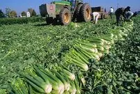 ببینید؛ مراحل کاشت، برداشت و فرآوری صدها تن کرفس در آمریکای جنوبی