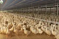 (ویدئو) روش خلاقانه آلمانی ها و چینی ها برای پروار کردن یک میلیون قطعه غاز