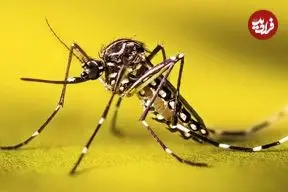 کشف سلیقه خاص پشه‌ها؛ چرا پشه‌ها بعضی افراد را بیشتر نیش می‌زنند؟