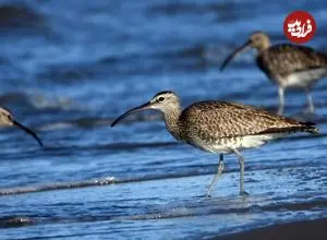 گیلانشاه‌ های ابرو سفید به گیلان رسیدند