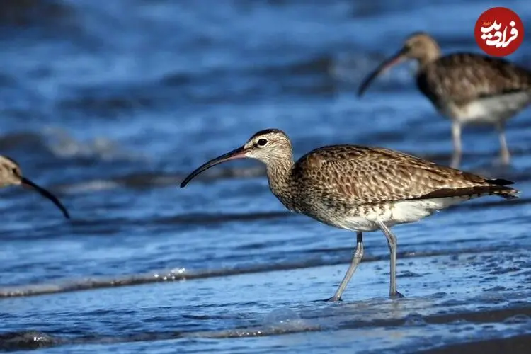 گیلانشاه‌ های ابرو سفید به گیلان رسیدند